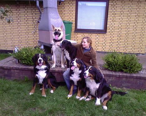 Berner sennenhund brutus  :-)  (-: - det var bøvlet at få det billede billede 20