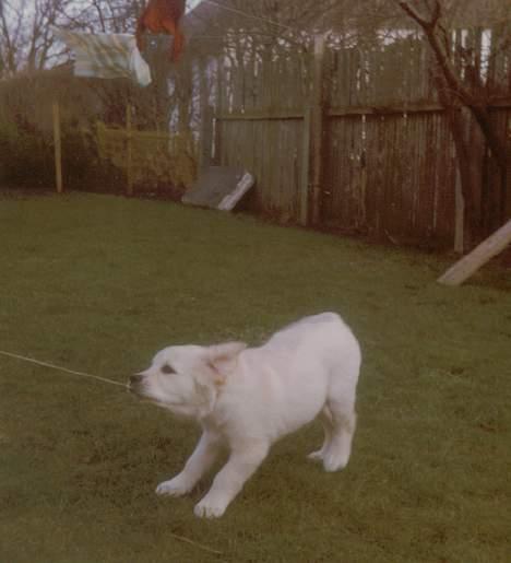 Golden retriever Susi - Susi som hvalp billede 15