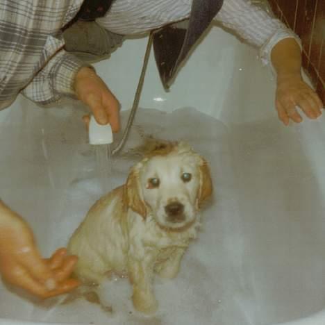 Golden retriever Susi - Susi i bad billede 16