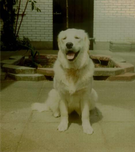 Golden retriever Susi - Susi som hvalp billede 17