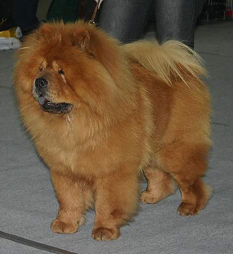 Chow chow Trever of The Chinas Joy - Trever på sin første udstilling i Kassel billede 2