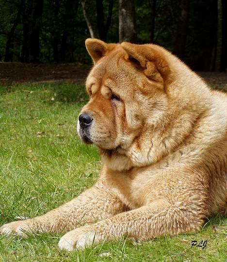 Chow chow Bidachow's A-Smooth Aslan billede 2