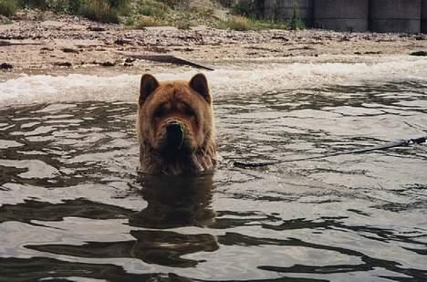 Chow chow Bidachow's A-Smooth Aslan - Basse bader billede 3