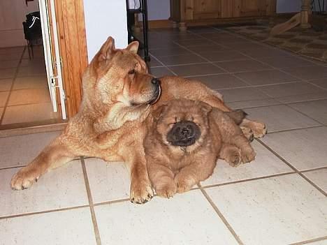 Chow chow Bidachow's A-Smooth Aslan - Basse og Fnuggi billede 4