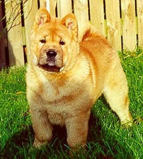 Chow chow Bidachow's A-Smooth Aslan - Basse ca. 3 måneder gammel billede 5