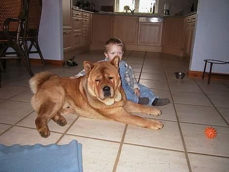 Chow chow Bidachow's A-Smooth Aslan - Basse og Nikolai billede 6
