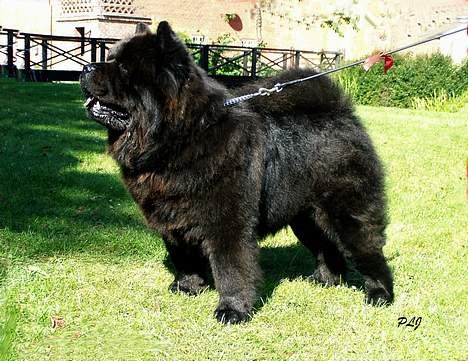 Chow chow Shi'tou Cassiterit - Simba på udstilling billede 1