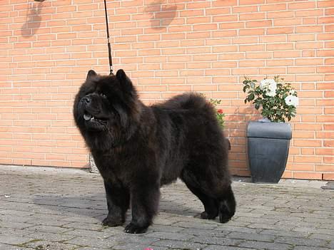 Chow chow Shi'tou Cassiterit - Simba 2004 billede 2