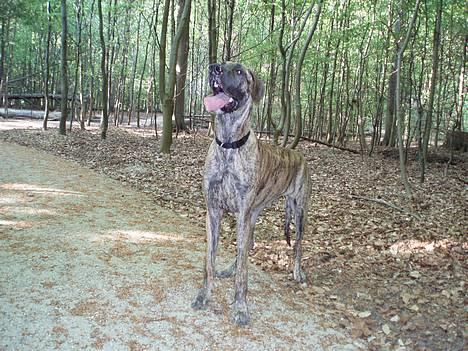 Grand danois Redcorner Aida ( Bella ) billede 1