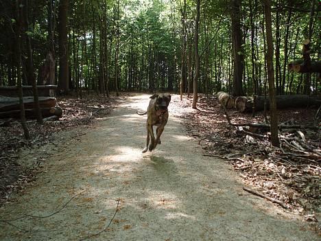 Grand danois Redcorner Aida ( Bella ) billede 2