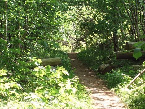 Grand danois Redcorner Aida ( Bella ) billede 3