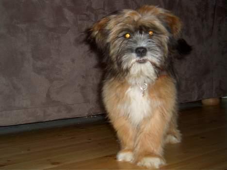 Lhasa apso Snoopy - Hej det så mig billede 1