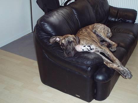 Grand danois Redcorner Aida ( Bella ) billede 4