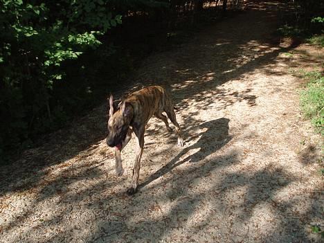 Grand danois Redcorner Aida ( Bella ) billede 5