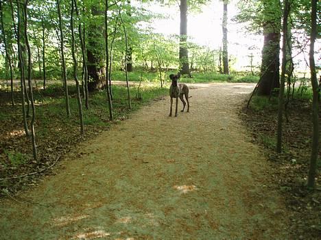 Grand danois Redcorner Aida ( Bella ) billede 6