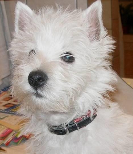 West highland white terrier Breezer - Begge ører endelig oprejst billede 1