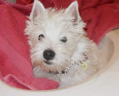 West highland white terrier Breezer - Hygge i håndvasken billede 2