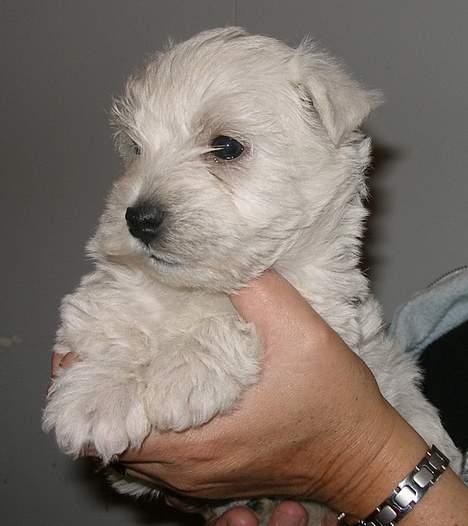 West highland white terrier Breezer - 5 uger gammel - og UDVALGT billede 3