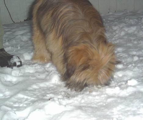 Lhasa apso Snoopy - smaske smaske billede 2