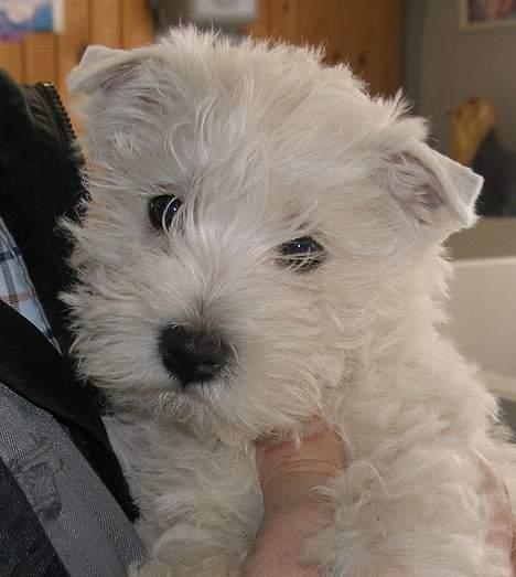West highland white terrier Breezer - Så skal jeg med hjem til min nye familie billede 4