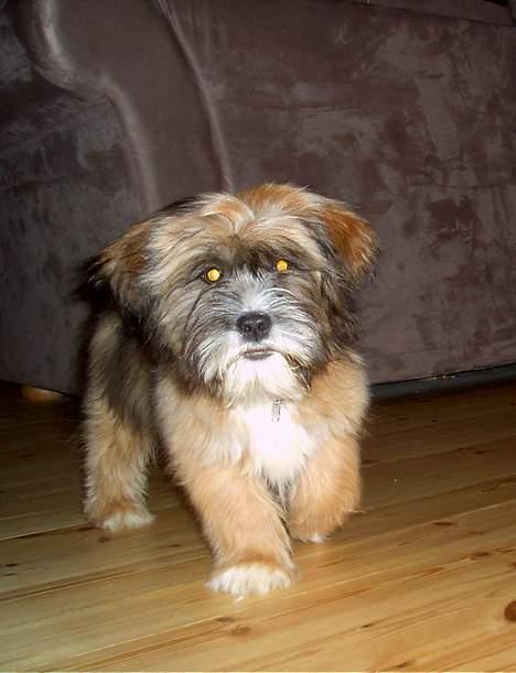 Lhasa apso Snoopy - Hva er det for et mærkeligt apperat du har der?? billede 3