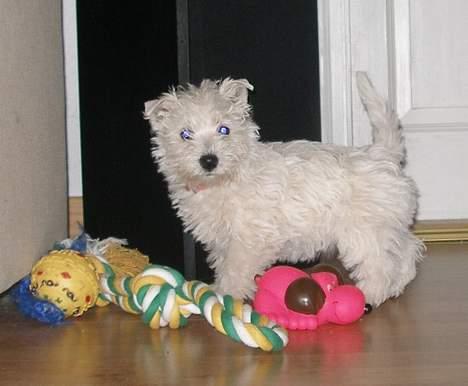 West highland white terrier Breezer - Mit nye hjem - Nøjjj alt det legetøj de har her... billede 5