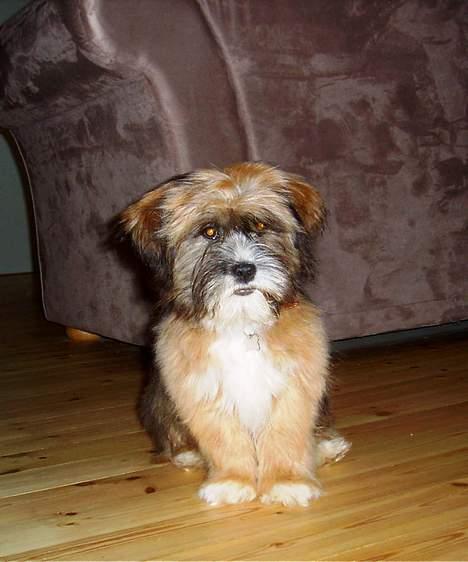 Lhasa apso Snoopy - Bliv nu færdig !! billede 4