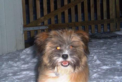 Lhasa apso Snoopy - her kommer turbo hunden snoopy billede 5