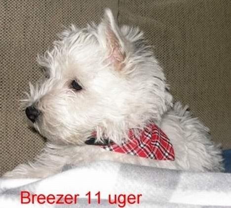 West highland white terrier Breezer - 11 uger og allerede "model" med charmeklud billede 6