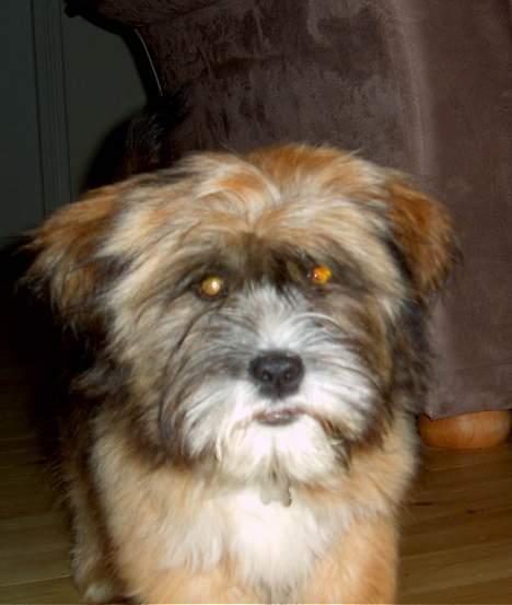 Lhasa apso Snoopy billede 6