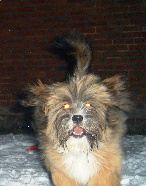 Lhasa apso Snoopy - gadagun gadagun her kommer jeeeeggggggggggg billede 7