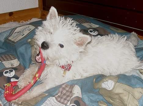 West highland white terrier Breezer - Slagsmål med "farligt" legetøj billede 7