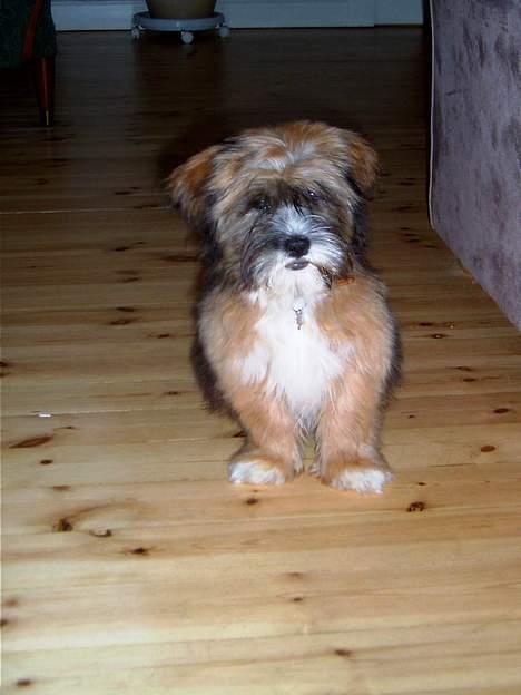 Lhasa apso Snoopy billede 8