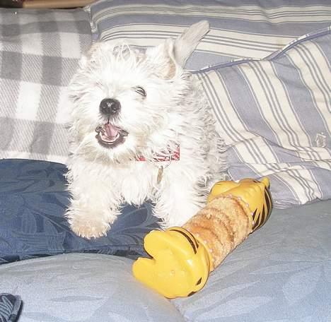 West highland white terrier Breezer - Råber: Gider ikke se Krøniken ... leg med mig NU billede 8