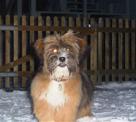 Lhasa apso Snoopy - hey billede 9