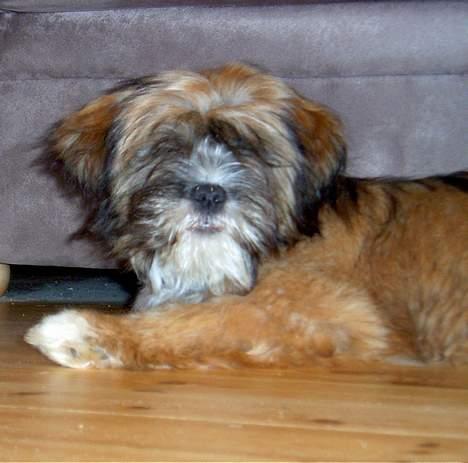 Lhasa apso Snoopy billede 11