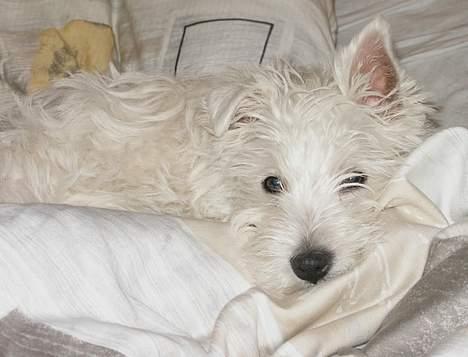 West highland white terrier Breezer billede 9