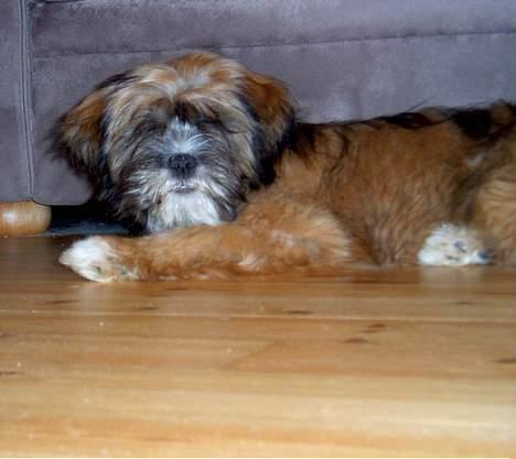 Lhasa apso Snoopy billede 12