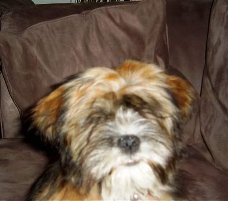 Lhasa apso Snoopy billede 13