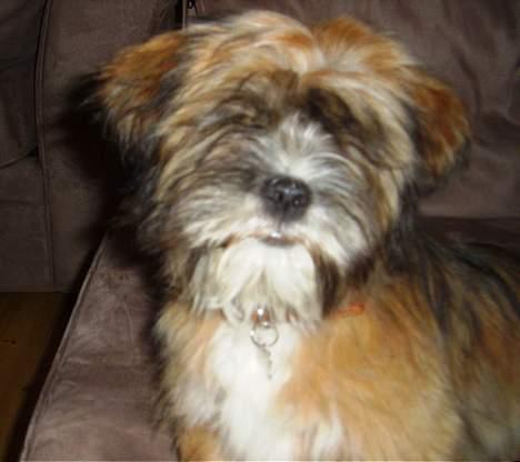 Lhasa apso Snoopy billede 14