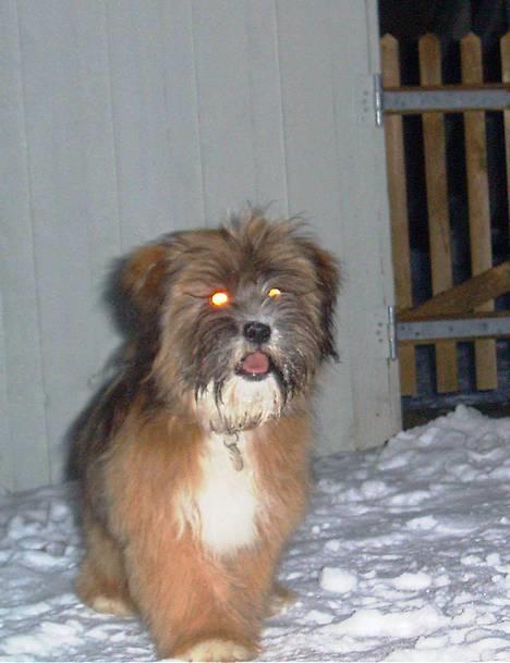 Lhasa apso Snoopy - Puha det hårdt og se lækker ud,, hehe billede 15