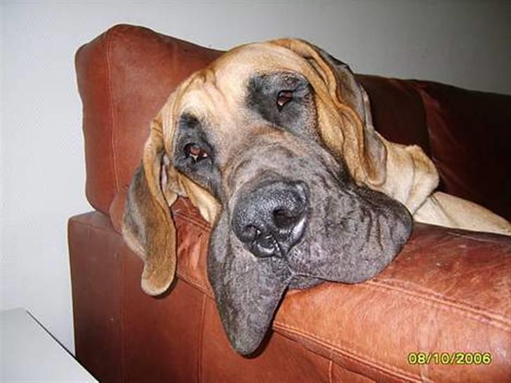 Grand danois Lauritz død d 21 jan 2011 - Jeg er da bare dejlig.... Er jeg ikke ??? billede 1