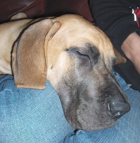 Grand danois Lauritz død d 21 jan 2011 - Så er jeg gået kold igen billede 2