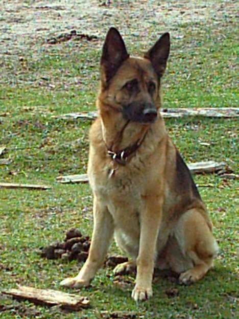 Schæferhund Freja - Freja ude på hestemarken ;) billede 11