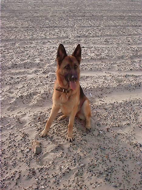 Schæferhund Freja - En dejlig dag ved stranden. ;D billede 12