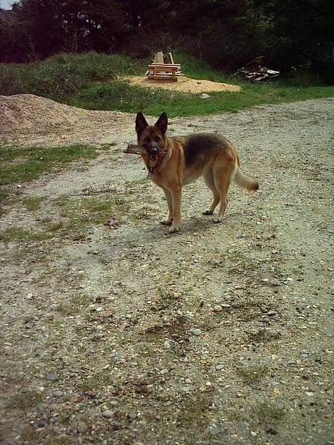 Schæferhund Freja - Hej med dig :p billede 13