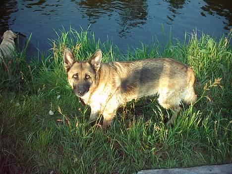 Schæferhund Freja - Færdig med at bade *ss* billede 15
