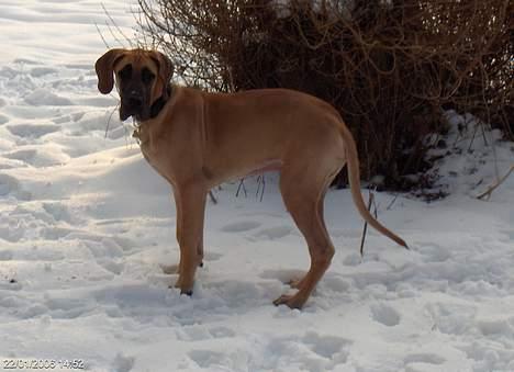 Grand danois Lauritz død d 21 jan 2011 - Jeg elsker sne billede 3