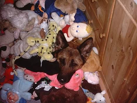 Schæferhund Freja billede 16