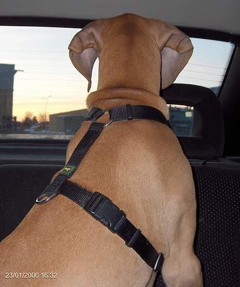 Grand danois Lauritz død d 21 jan 2011 - Elsker at køre bil. billede 4